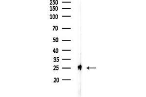 anti-RAB32, Member RAS Oncogene Family (RAB32) (C-Term) antibody