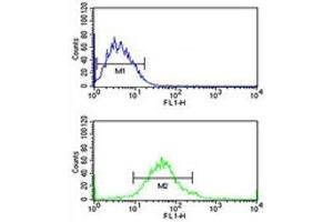 G6PD antibody flow cytometric analysis of MCF-7 cells (green) compared to a negative control (blue). (Glucose-6-Phosphate Dehydrogenase Antikörper  (AA 297-326))