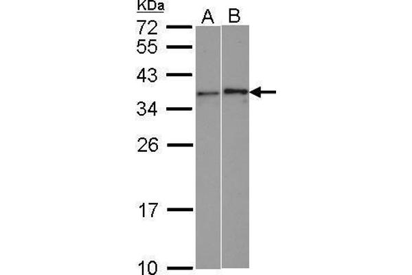 WBSCR22 Antikörper  (Center)