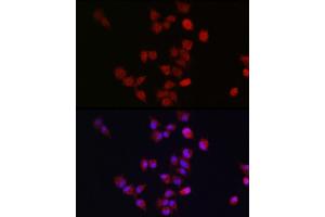 Immunofluorescence analysis of A-549 cells using  antibody (ABIN7265580) at dilution of 1:300. (ANAPC11 Antikörper  (AA 1-84))