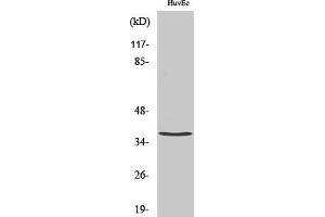 anti-Tumor Necrosis Factor, alpha-Induced Protein 1 (Endothelial) (TNFAIP1) (AA 40-120) antibody
