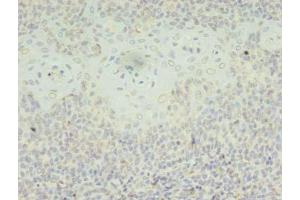Immunohistochemistry of paraffin-embedded human tonsil tissue using ABIN7169479 at dilution of 1:100 (SH3BGRL Antikörper  (AA 1-114))