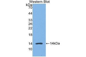 Western Blotting (WB) image for anti-High Mobility Group Nucleosome Binding Domain 1 (HMGN1) (AA 1-96) antibody (ABIN1859182)