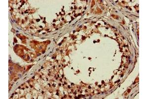Immunohistochemistry of paraffin-embedded human testis tissue using ABIN7164586 at dilution of 1:100