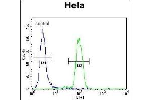 PK14 Antibody (C-term) (ABIN1882176 and ABIN2841644) flow cytometric analysis of Hela cells (right histogram) compared to a negative control cell (left histogram). (MAPK14 Antikörper  (C-Term))