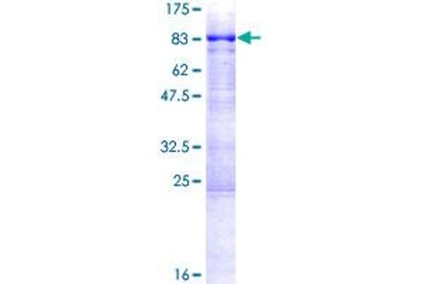 Adracalin Protein (AA 1-546) (GST tag)