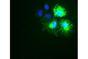 Anti-KRT18 mouse monoclonal antibody (ABIN2452304) immunofluorescent staining of COS7 cells transiently transfected by pCMV6-ENTRY KRT18 (RC210049). (Cytokeratin 18 Antikörper  (AA 69-372))