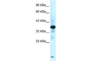 WB Suggested Anti-ZFPL1 Antibody Titration:  0.