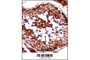 HSFX1 Antibody immunohistochemistry analysis in formalin fixed and paraffin embedded human testis tissue followed by peroxidase conjugation of the secondary antibody and DAB staining. (HSFX1 Antikörper  (AA 201-230))