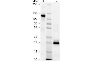 SDS-Page of Human IgG F(ab’)2 Fragment.