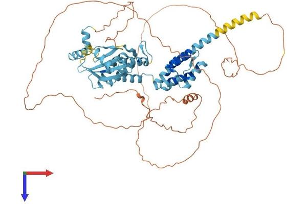 PNMA5 Protein (AA 1-618) (His tag)