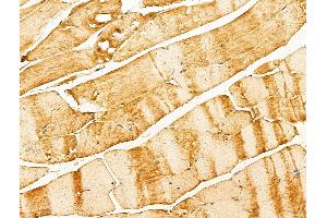 ABIN7094328 and ABIN7098375 at 1/100 staining Mouse muscle tissue by IHC-P.