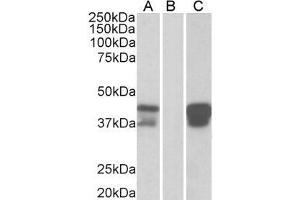 HEK293 lysate (10ug protein in RIPA buffer) overexpressing Human BOB1 with DYKDDDDK tag probed with ABIN184851(1ug/ml) in Lane A and probed with anti- DYKDDDDK Tag (1/3000) in lane C. (POU2AF1 Antikörper  (C-Term))