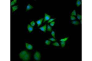 Immunofluorescence staining of Hela cells with ABIN7170318 at 1:133, counter-stained with DAPI.
