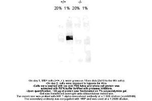 Image no. 8 for anti-Hypoxia Inducible Factor 1, alpha Subunit (Basic Helix-Loop-Helix Transcription Factor) (HIF1A) (AA 432-528) antibody (ABIN363203) (HIF1A Antikörper  (AA 432-528))