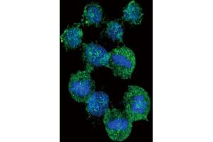 Immunofluorescence (IF) image for anti-Interleukin 8 (IL8) antibody (ABIN3003830) (IL-8 Antikörper)