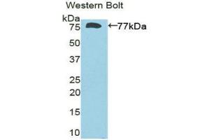 Western Blotting (WB) image for anti-Deiodinase, Iodothyronine, Type III (DIO3) (AA 37-169) antibody (ABIN1858639) (DIO3 Antikörper  (AA 37-169))
