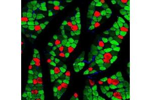 Immunofluorescent analysis of paraformaldehyde-fixed rat skeletal muscle using MYH1 (, red) and MYH7 (ABIN7075623, green) at dilution of 1: 1000 (Slow Skeletal Myosin Heavy Chain Antikörper)