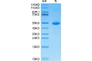 SDS-PAGE (SDS) image for LI Cadherin (AA 668-777) protein (Fc Tag) (ABIN7274313)