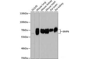 Western blot analysis of extracts of various cell lines using BMP6 Polyclonal Antibody at dilution of 1:1000. (BMP6 Antikörper)