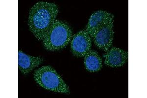 Immunofluorescence (IF) image for anti-Acyl-CoA Synthetase Long-Chain Family Member 4 (ACSL4) antibody (ABIN3001550) (ACSL4 Antikörper)