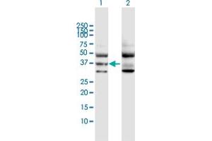 Western Blot analysis of GNA11 expression in transfected 293T cell line by GNA11 MaxPab polyclonal antibody. (GNA11 Antikörper  (AA 1-359))