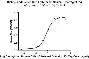 Immobilized Human LRP-6, mFc Tag at 5 μg/mL (100 μL/well) on the plate. (DKK1 Protein (C-Term) (Fc-Avi Tag,Biotin))