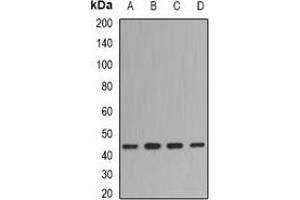 Western blot analysis of Fibromodulin expression in BT474 (A), mouse spleen (B), mouse brain (C), rat spleen (D) whole cell lysates. (Fibromodulin Antikörper)