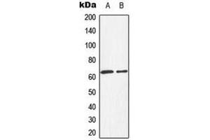 Western blot analysis of HEXB expression in HepG2 (A), HeLa (B) whole cell lysates. (HEXB Antikörper  (C-Term))