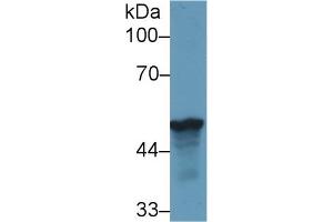 Western blot analysis of Human HepG2 cell lysate, using Rat LRG1 Antibody (1 µg/ml) and HRP-conjugated Goat Anti-Rabbit antibody ( (LRG1 Antikörper  (AA 39-308))