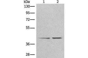 Western blot analysis of A172 and HEPG2 cell lysates using TMEM248 Polyclonal Antibody at dilution of 1:300