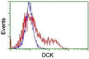 HEK293T cells transfected with either RC210767 overexpress plasmid (Red) or empty vector control plasmid (Blue) were immunostained by anti-DCK antibody (ABIN2454451), and then analyzed by flow cytometry. (DCK Antikörper)