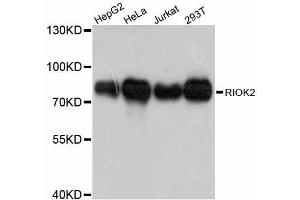 Western blot analysis of extracts of various cell lines, using RIOK2 antibody. (RIOK2 Antikörper  (AA 253-552))
