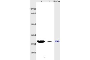 Lane 1: rat heart lysates Lane 2: rat brain lysates probed with Anti PRDX3/peroxiredoxin 3Polyclonal Antibody, Unconjugated (ABIN735713) at 1:200 in 4 °C. (Peroxiredoxin 3 Antikörper  (AA 161-256))