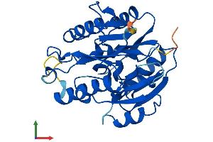 Protein Structure (PS) image for Dimethylarginine Dimethylaminohydrolase 2 (DDAH2) (AA 1-285) protein (His tag) (ABIN7560360)