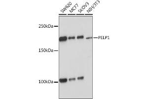 Western blot analysis of extracts of various cell lines, using PELP1 Rabbit mAb (ABIN7269557) at 1:1000 dilution. (PELP1 Antikörper)