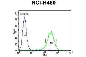 Flow cytometric analysis of NCI-H460 cells using CD249 / Glutamyl aminopeptidase Antibody (C-term) Cat. (ENPEP Antikörper  (C-Term))