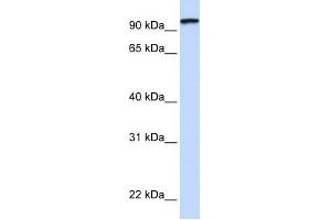 PCDHGC3 antibody used at 1 ug/ml to detect target protein. (Protocadherin gamma Subfamily C, 3 (PCDHGC3) (C-Term) Antikörper)