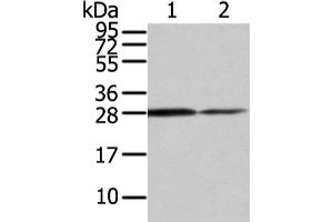 Western Blotting (WB) image for anti-Ras Homolog Gene Family, Member U (RHOU) antibody (ABIN5955755) (RHOU Antikörper)