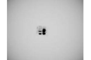 Western blot analysis of SERINC3 using anti-SERINC3 antibody (ABIN7602099). (SERINC3 Antikörper  (AA 59-404))