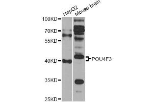 Western blot analysis of extracts of various cell lines, using POU4F3 antibody (ABIN6290759) at 1:1000 dilution. (POU4F3 Antikörper)