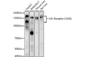 Western blot analysis of extracts of various cell lines, using LDL Receptor (LDLR) antibody  at 1:1000 dilution. (LDLR Antikörper)