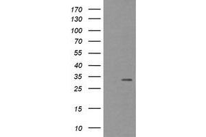 Image no. 1 for anti-Tryptase gamma 1 (TPSG1) (AA 20-283) antibody (ABIN1491162) (TPSG1 Antikörper  (AA 20-283))