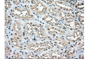 Immunohistochemical staining of paraffin-embedded Human pancreas tissue using anti-PFN1 mouse monoclonal antibody.