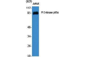 Western Blot (WB) analysis of specific cells using PI 3-kinase p85alpha Polyclonal Antibody. (PIK3R1 Antikörper  (Internal Region))
