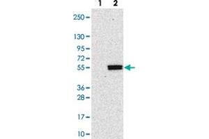 Western blot analysis of Lane 1: Negative control (vector only transfected HEK293T lysate). (POGLUT1 Antikörper)