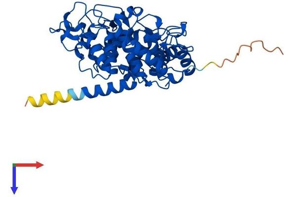PGGT1B Protein (AA 1-377) (His tag)