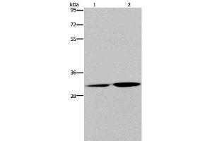 Western Blot analysis of HT-29 cell and Human placenta tissue using DNASE1L3 Polyclonal Antibody at dilution of 1:450 (DNASE1L3 Antikörper)