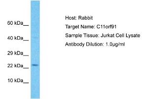 Host: Rabbit Target Name: C11orf91 Sample Type: Jurkat Whole Cell lysates Antibody Dilution: 1. (C11orf91 Antikörper  (C-Term))