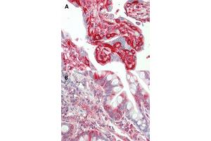Immunohistochemical staining (Formalin-fixed paraffin-embedded sections) of human placenta (A) and human small intestine (B) with TFG monoclonal antibody, clone TFG-03 . (TFG Antikörper  (N-Term))